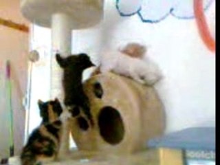 vidéo bébé chaton