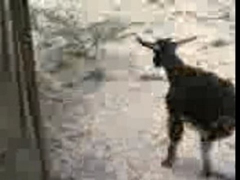 bizarre chèvre a deux pattes