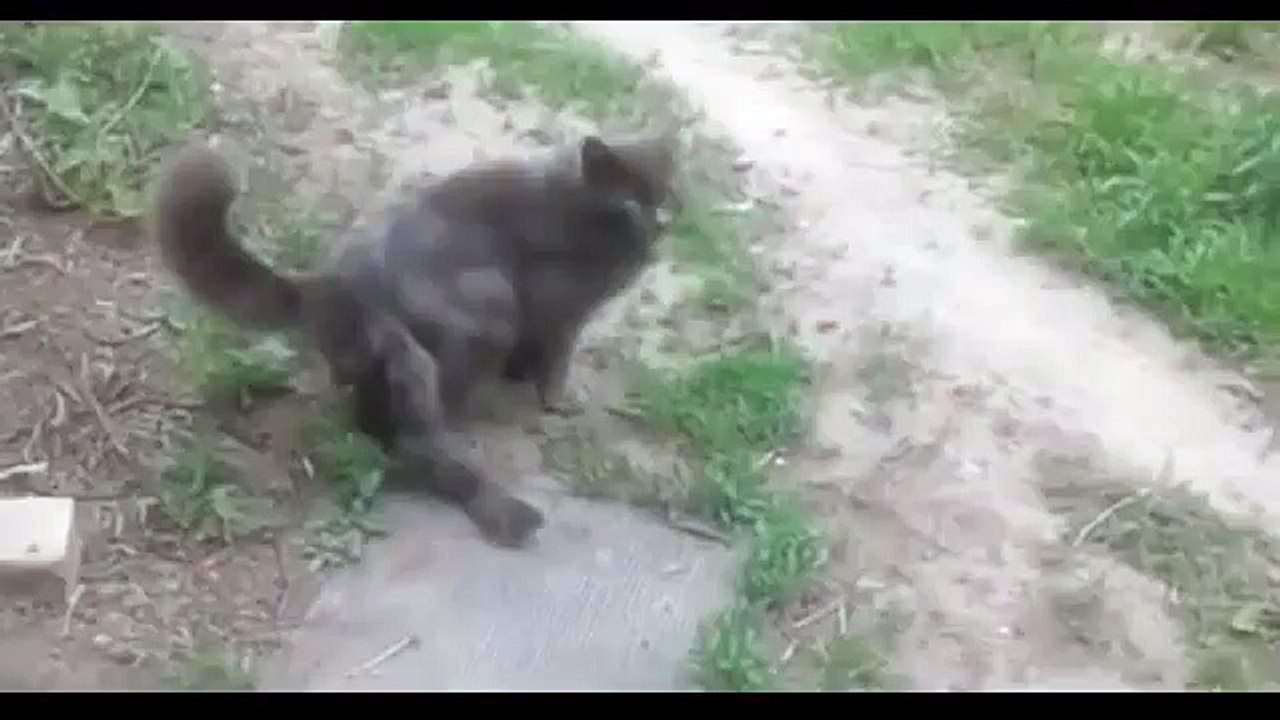 Cat with three tails caught on camera in this bizarre mobile phone footage