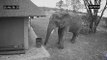 Elephant throwing wrappers into the dust bin Learn manners