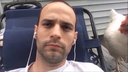 Difficile de se reposer à la ferme... Attaque de poule