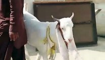 bakra for sale home delivery free