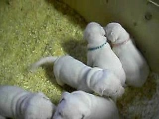 Une bébé dogue argentin en crise