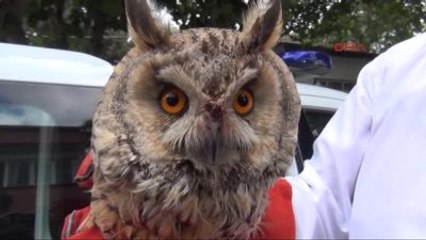 Osmaniye Kargalarının Saldırısı Sonucu Yaralan Baykuş, Tedavi Altına Alındı