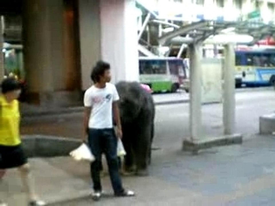 Elephant
