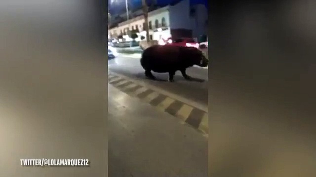 Incredible Moment Escaped Hippo Makes Desperate Bid For Freedom
