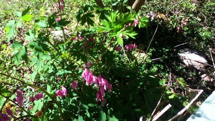 Z57 presents Pink Flowers