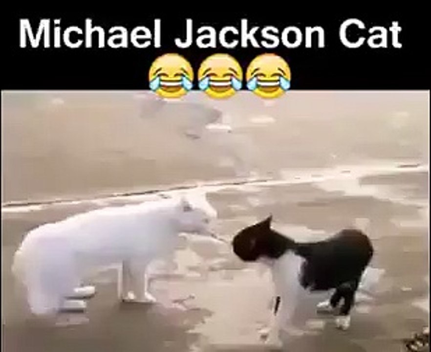 Micheal Jackson Cat
