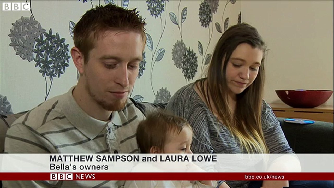 Royal Mail may halt deliveries at home of 'post-snatching' cat