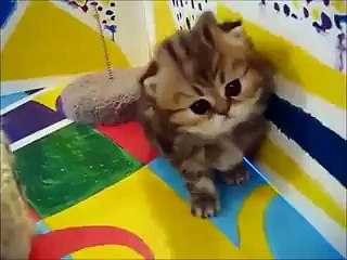 Sweetest cat ever 2016