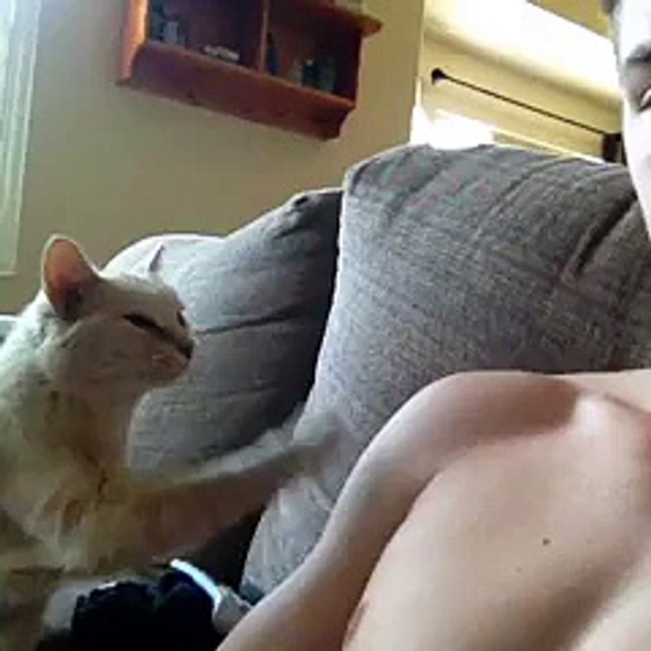 Cat playing so much fun!
