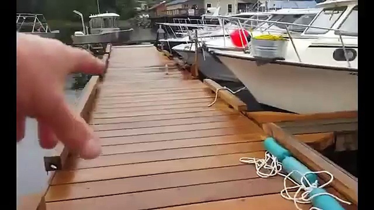 Massive whale filmed feeding in the cove of Alaskan marina.