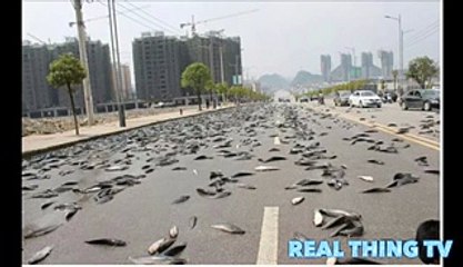 Fish rain in Thailand