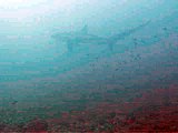 2007-12-29 Thresher Shark 02 (Malapascua Philippines Cebu)