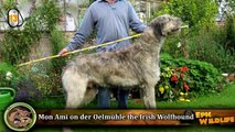 Questo gigante non è il cane più grande del mondo- guardate il vincitore!