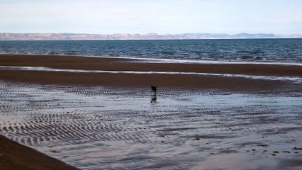 Chili chasing birds, running thru water