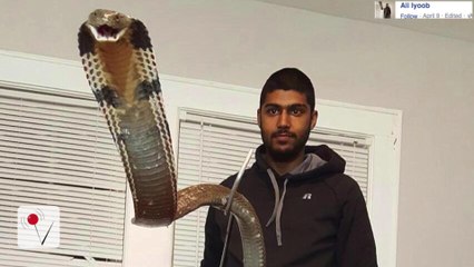 Man Bit By King Cobra Fighting For Life