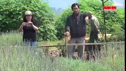 Vườn Lavender đầu tiên nở hoa tại Đà Lạt