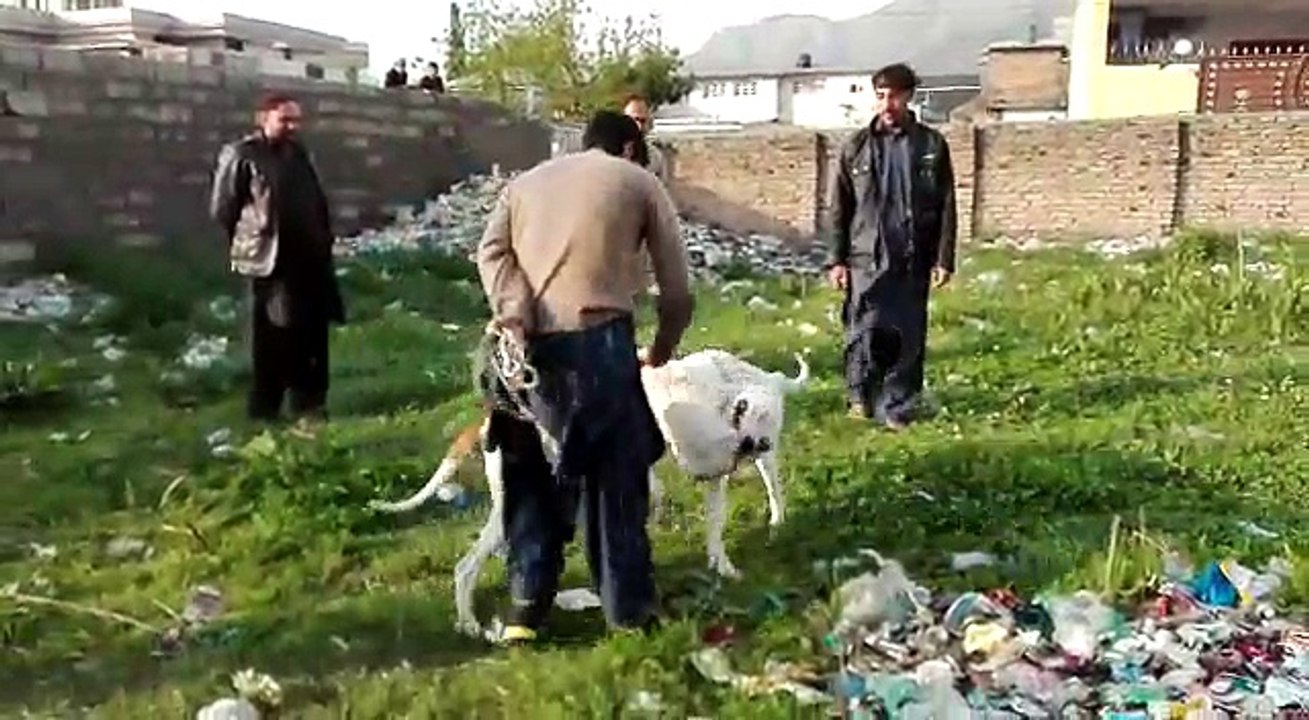 Dog fight