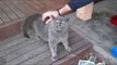 Adorable Cat Has a Very Ticklish Back