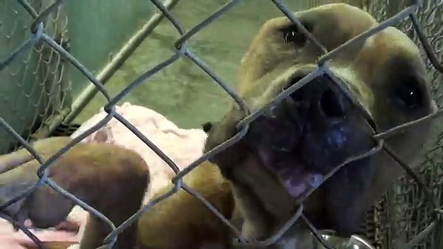 L'hanno Legata Senza Cibo Né Acqua Per Settimane: Quando Vedrete La Sua Metamorfosi Non Ci Crederete