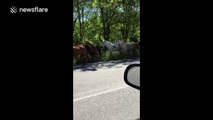Dozens of horses pass driver on road