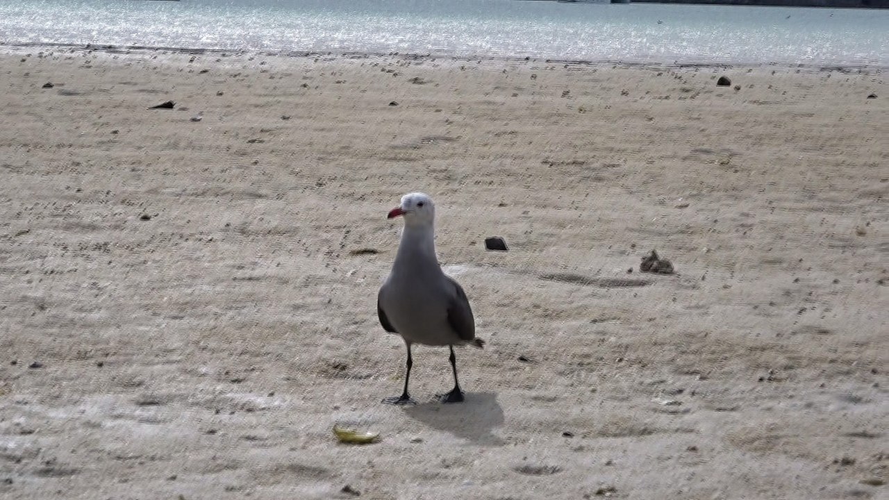 Good bird