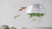 De magnifiques aquariums artistiques de Haruka Misawa