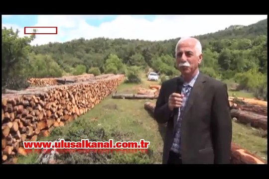 2 köy arasına yapılacak termik santral için binlerce ağaç kesilecek