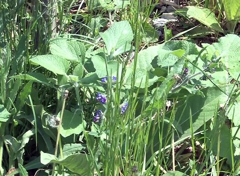 Dan borbe protiv astme, 05. maj 2016. (RTV Bor)