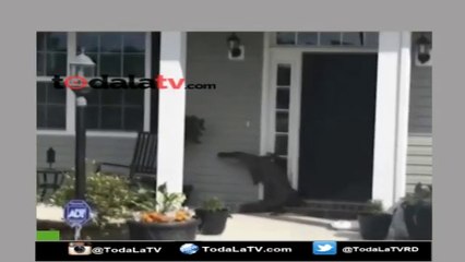 MIRA COMO UN COCODRILO VA A TOCAR TIMBRE DE UNA VIVIENDA-VIDEO