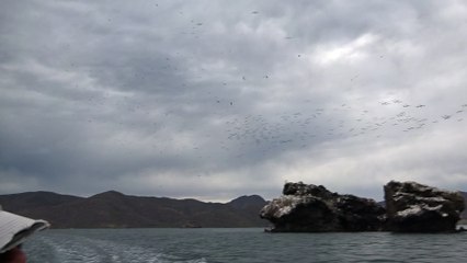 Blue footed boobies flying around their island