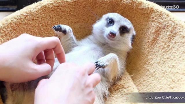 Cafe Lets You Pet Raccoons, Meerkats, Foxes and Owls