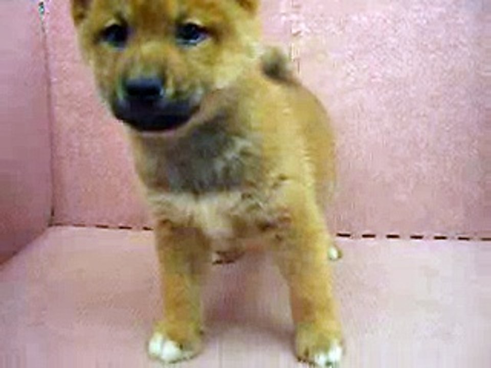 12/25 赤色柴犬 shiba -公幼犬-日新犬舍