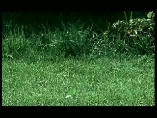 Natasha Koroleva & Tarzan's 'Ne zabudu' 🎶