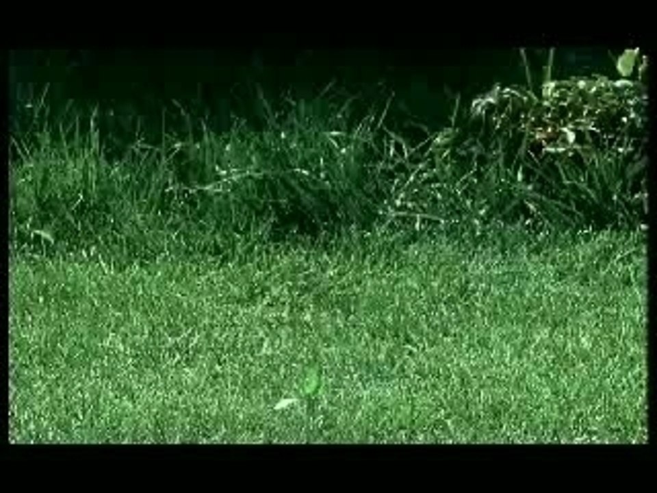 Mushuk vilkasi fotosurati