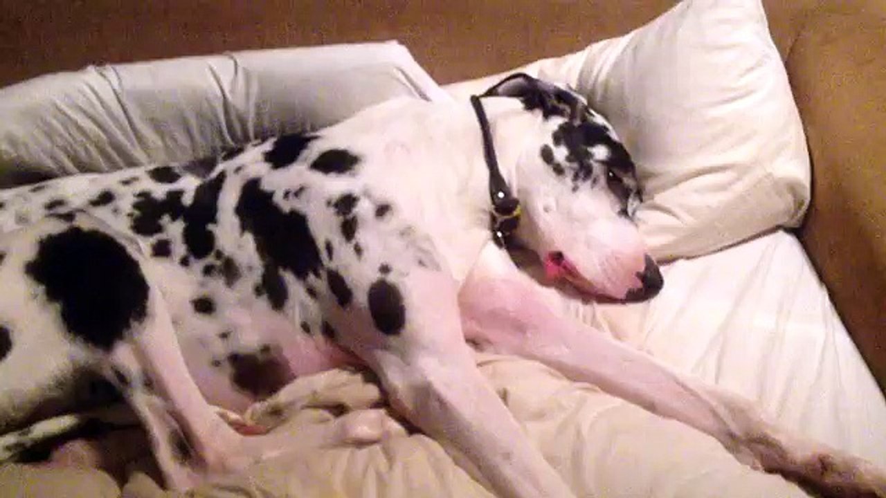 Dicono Al Cane Di Alzarsi: I Suoi Capricci Fanno Morire Dal Ridere