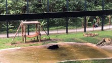 Un ours s'éclate dans un bassin après des années en cage