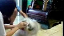 dog training!