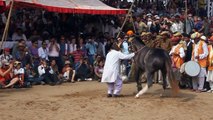 Horse Dancing in Pushkar