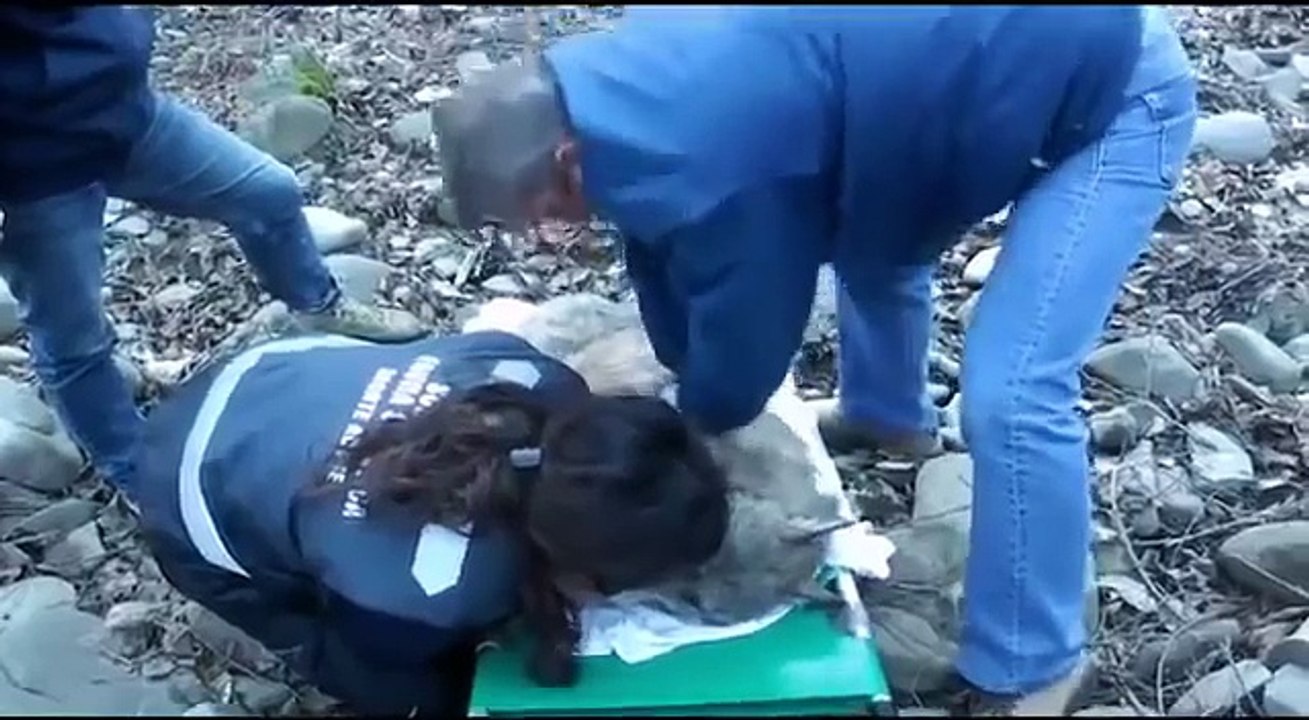 Hanno trovato un Lupo Congelato Senza Battito in un fiume, ciò che succede dopo vi scalderà il cuore