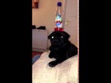Pug Brilliantly Balances Bottle for a Biscuit
