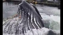Footage of feeding to Big Whale in the cove of Alaskan marina