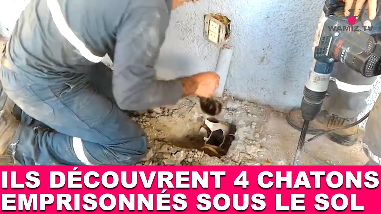 Ils découvrent 4 chatons emprisonnés sous le sol ! Tout de suite dans la Minute Chat #210