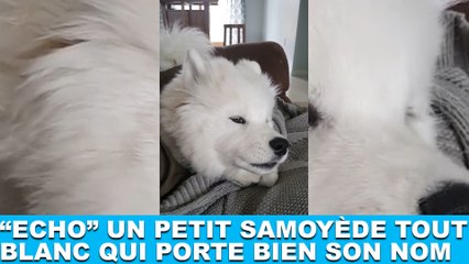 "Echo", un petit samoyède tout blanc qui porte bien son nom ! Découvrez-le dans la Minute Chien #210
