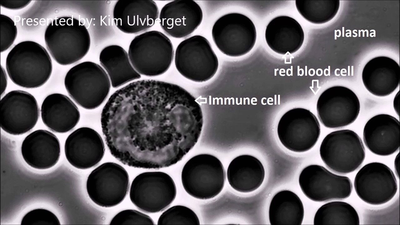 Effects of Meditation seen in human blood