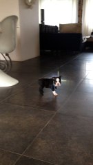 Boston Terrier Michigan de la Closerie Deval