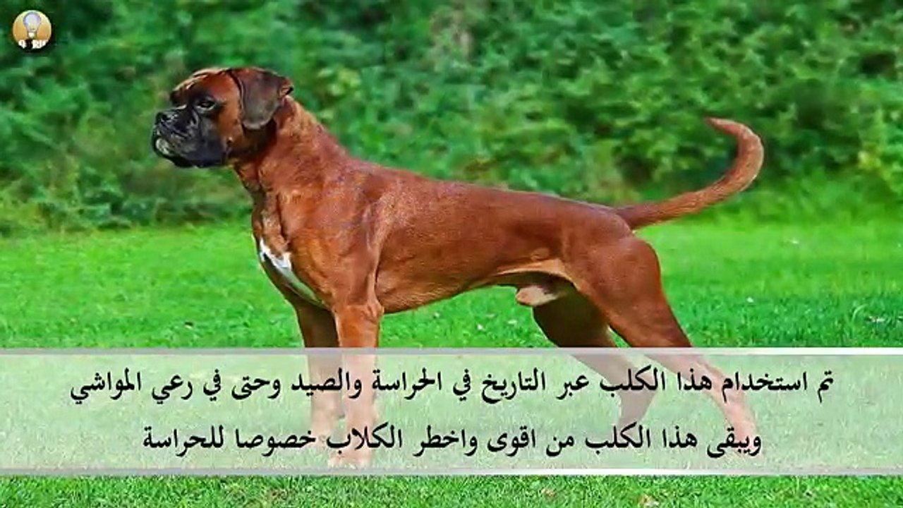 خطر 10 كلاب في العالم - YouTube