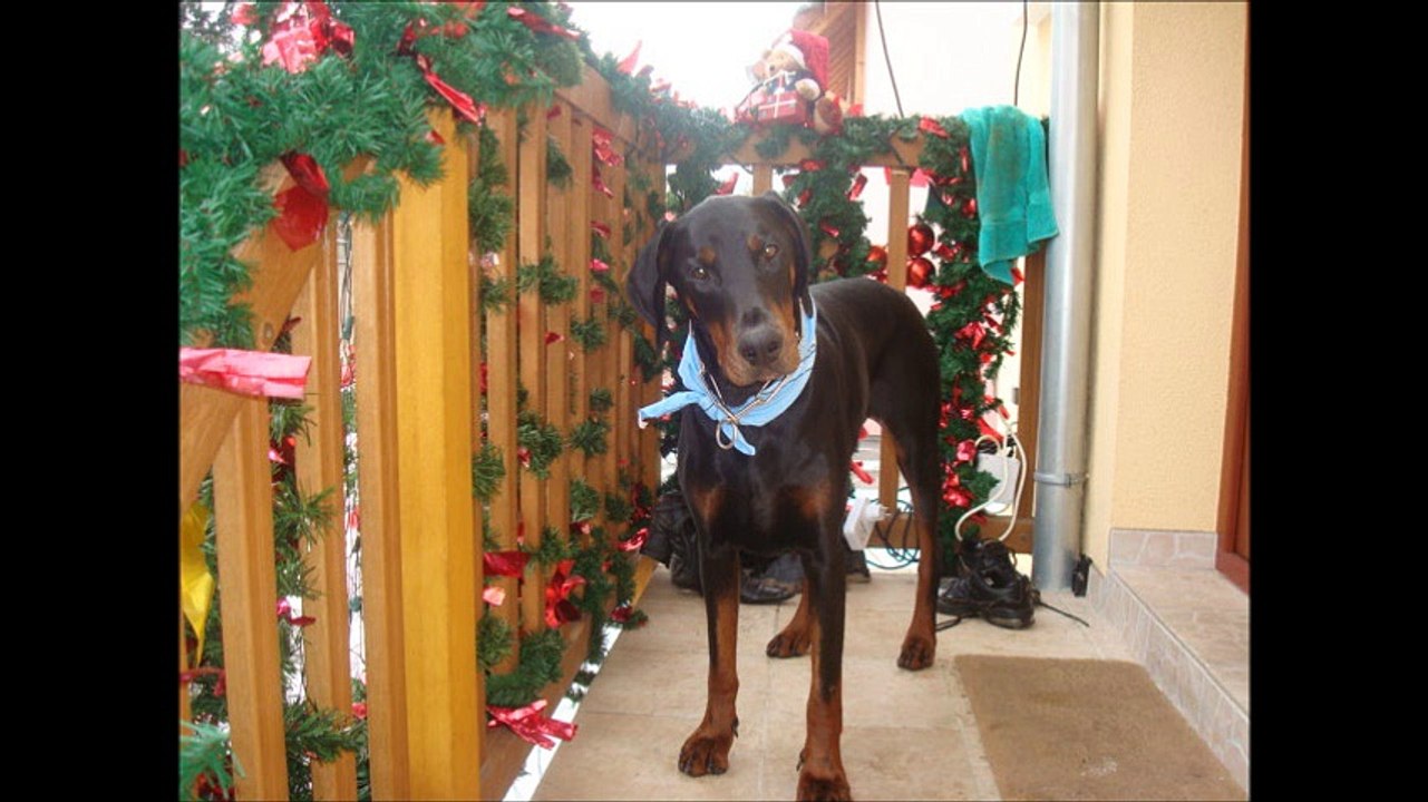 Sherkan mon loulou d'amour