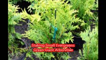...   How to Stake Small Evergreen Type  Trees.... Small Green Giants